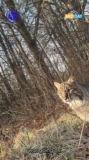 #Wisconsin hunter goes viral for bobcat encounter