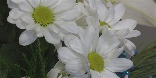 New flower shop open in Barry