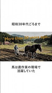 【セカンドキャリウマ】 農耕馬・ショウナンサモン編 ～雑学～