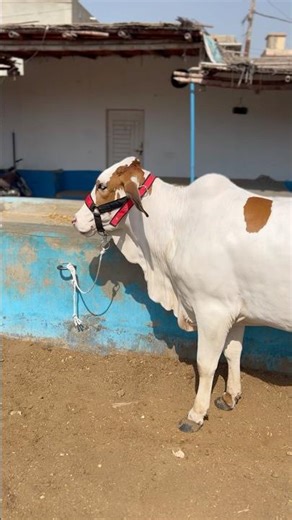 Cow Love 309 #cow #shorts #cowvideos #aicow