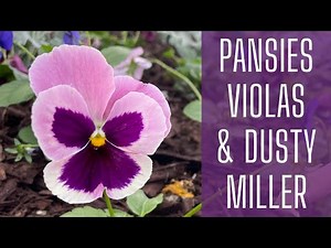 Planting Winter Annuals 🌺 || Pansies & Violas || Winter Garden Interest || Dusty Miller || Zone 8
