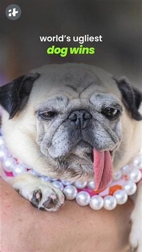 world’s ugliest dog wins $5,000! meet jinny lu #shorts