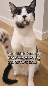 14K views · 896 reactions |  Audio: Casting a spell - Tim Burton's corpse bride | Moomoo Cat | Facebook
