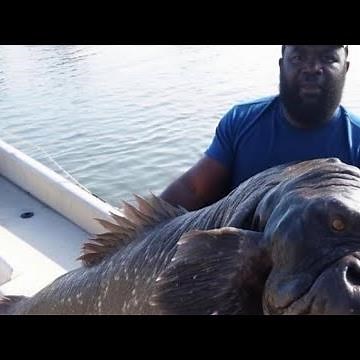 So After All The Speculation is the 'Algerian Gorilla Fish' 'Caught In Trinidad' Real?
