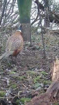 Faisans en France : Plus que des proies pour la chasse ? #shorts