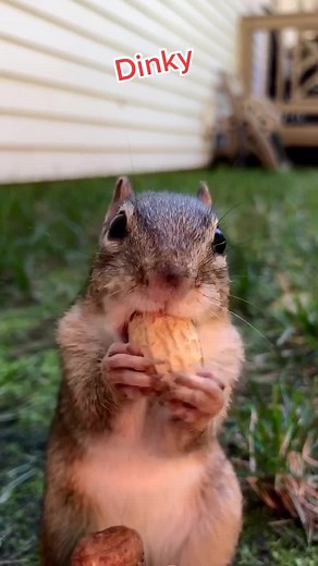 Adorable Chipmunk Dinner with Dinky