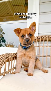 45K views · 1.1K reactions | My red girl ❤️‍ Winnie isn’t the most...