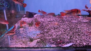3 comments | Apistogramma Macmasteri Super red & Baenschi -Inka50 in store!! | Aquatico Aquarium | Facebook