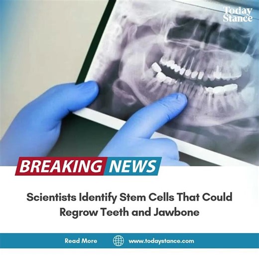 Scientists Crack the Code to Regrow Teeth
