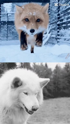 FOX VS WOLF #animals