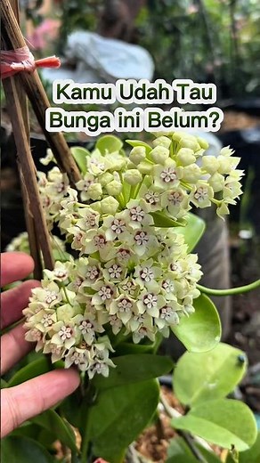 Hoya Australis Flower: Beautiful, Easy to Care for, and Makes the Home Cool!