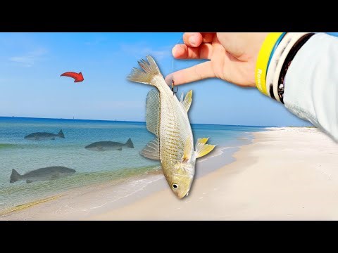 Tossing LIVE Croakers at MASSIVE Fish from the Beach!! *Mind Blowing Catch*