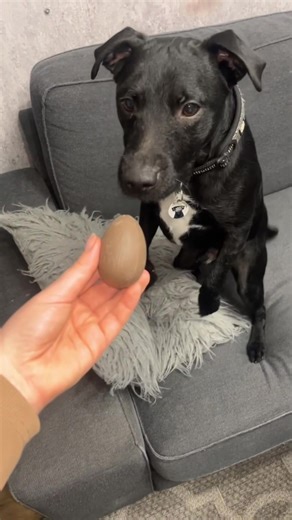 Happy Easter!🐣🐰 Dougie loved his easter egg hunt🤣 such a good enrichment game too! 🥰 *the chocolate egg was a dog chocolate one🤣 #patterdaleterrier #patterdalesoftiktok #easteregghunt #easter #dogenrichment #cleverboy #dogsoftiktok #doglife