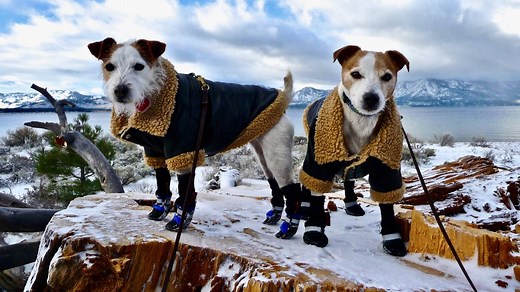 15 Best Dog Boots for Every Weather & Situation