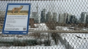 COYOTES GETTING UGLIER : More attacks on downtown Toronto residents and their dogs