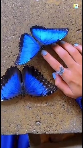 The Importance of Butterfly Farming