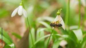 Common Snowdrop Or Galanthus Nivalis In Spring. Little First Spring Flowers. White Snowdrop Flowers.
