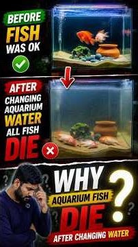 Aquarium Fish Death After Water Change –5 Hidden Reasons Explained!