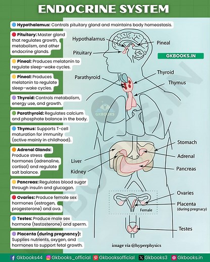 121K views · 453 reactions | #EndocrineSystem #HumanPhysiology #HormonesFunction #BiologyForCompetitiveExams | InfoPic Notes | Facebook