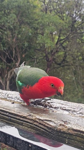 This bird is speedrunning lunch.