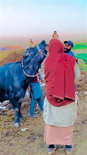 Buffalo's Unexpected Anger at the Dairy Farm