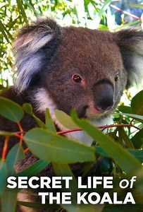 Secret Life of the Koala (2016) - TV Show