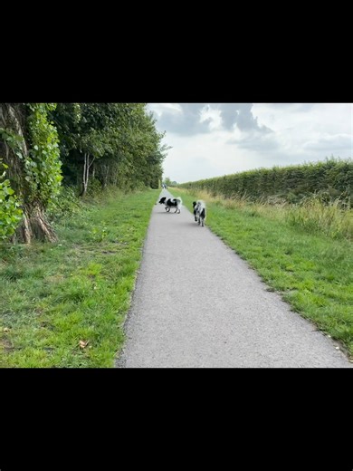 I wanna be forever young ♥️ #dog #dogs #lucy #stabyhoun #vleuten | Dagboek van een Friese Stabij