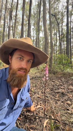 Dipodium roseum, the Rosy Hyacinth-orchid, is a specialized terrestrial orchid native to southeastern Australia. As a mycoheterotroph, this species lacks leaves and chlorophyll, relying entirely on a symbiotic relationship with mycorrhizal fungi associated with eucalypt roots for nutrients. It is identified by its tall, dark inflorescence bearing up to 50 spotted pink flowers with characteristic recurved petals and a striped labellum. Because this complex ecological dependency cannot be replicat
