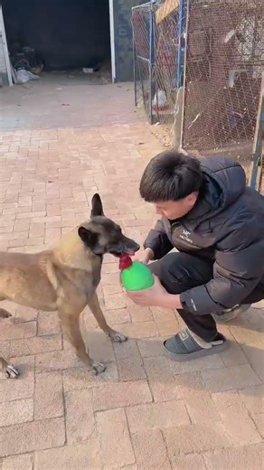 In a moment, the Full help dog was amazing! #LoveIncentiveProgram #CutePets