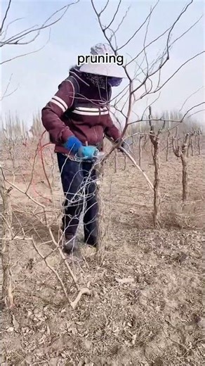 Jujube trees pruning #satisfying #pruning #shorts