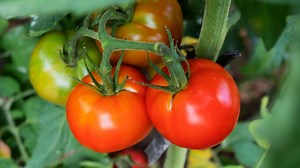 ¿Cómo plantar tomates en la huerta?