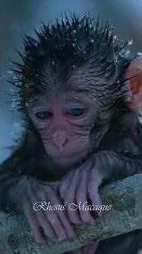 #primates #animallife #babyanimal #animalbehavior #babymonkey #forestlife#babyprimate#rhesusmacaque