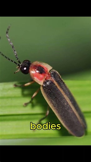Why Do Fireflies Glow? ✨ The Science Behind Their Light! #shorts #facts