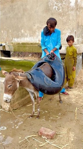 حمار صغير يرزح تحت ثقل الماء بينما الناس لا يرحمون في الصحراء