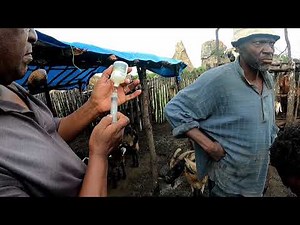 Farm Life in Matojeni, Zimbabwe: Goat Health 🌧️ Orf & Foot Rot Treatment Guide