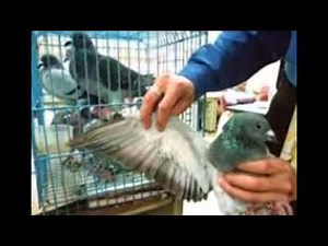 Merpati Balap Tinggi | Pemilihan Burung Dara Balap Tinggi Juara