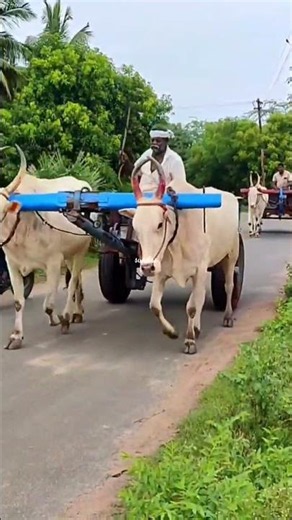 Massive Indian Bullock Cart Heavy Load Sugarcane Transport Tamil Nadu Village Farmer Life In Action
