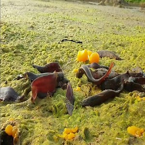 529K views · 1.5K reactions | Unique fishing technique - Sting catfish in riverside algae - Small fish Finding idea - Walking catfish | Dog America | Facebook