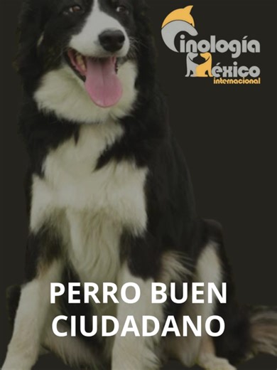 Akamai Puppy Training on TikTok