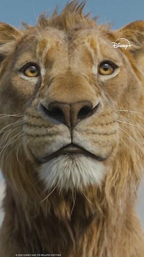 Let’s bring it home! Mufasa: The Lion King is coming to Disney on 26th March 🦁 | Walt Disney Studios