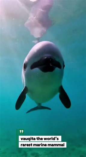 vaquita the world's rarest marine mammal
