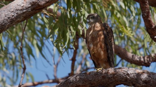 Australia's rarest bird of prey found in WA's north-west