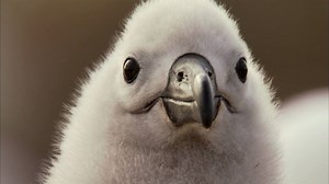 Discover why after seven months flying solo at sea, the albatross returns to the same colony and the same partner every year to raise their young. | National Geographic UK