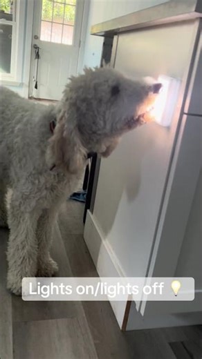 Standard poodle service dog learning to to the lights on and off #servicedogintraining