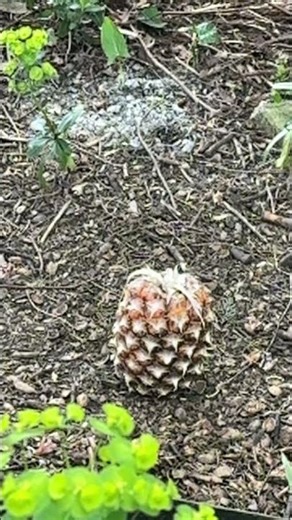 Satisfying Slow Motion Pineapple Chop 🍍⚔️ | Slasher billHook Slice in Action!