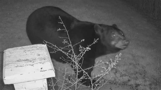 Butler County man warns neighbors of bear spotted on his doorbell camera