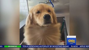 167K views · 2.9K reactions | WATCH: Even dogs deserve a spa day. | Good Morning America | Facebook