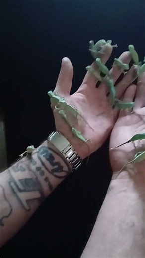 veiled chameleon hatchlings