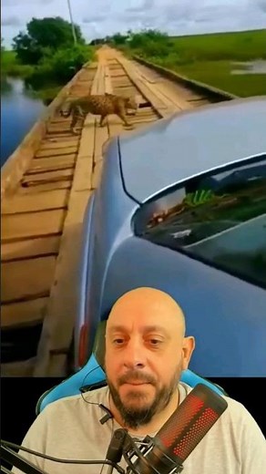 Jaguar crossing the bridge by force #animals #biologisthenrique #biology