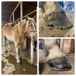 15M views · 135K reactions | Today we worked on a team of draft cart horses. Hope you enjoy watching the process! | Idaho Horseshoeing School | Facebook
